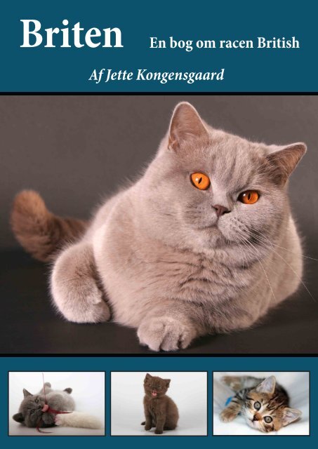 Af Jette Kongensgaard Briten - Kongensgaard British Shorthair
