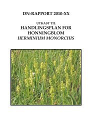 Honningblom (Herminium monorchis)