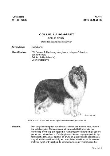 PDF-file: Collie, langhåret