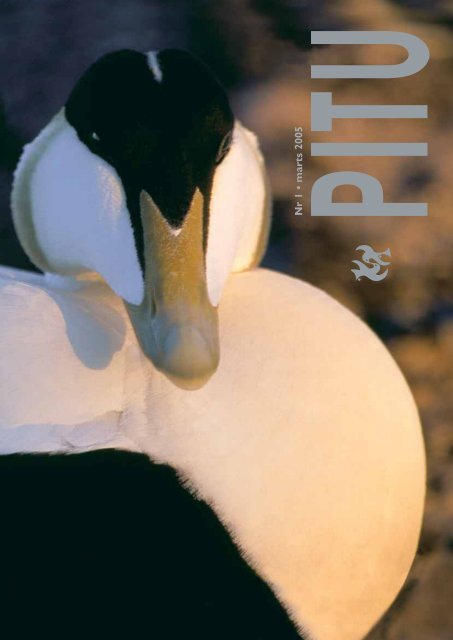 Læs særnummer fra PITU om ederfugl her - Grønlands Naturinstitut