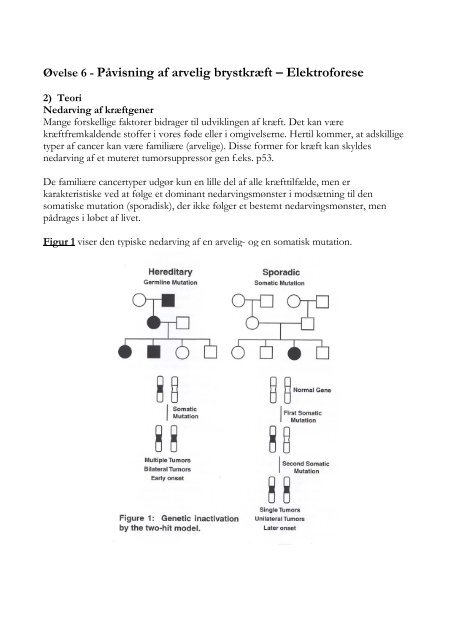 Laboratoriekursus Biologi B-niveau - KVUC