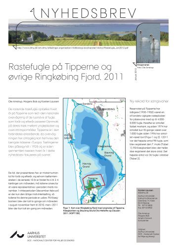 Rastefugle på Tipperne og øvrige Ringkøbing Fjord, 2011