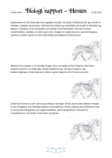 Biologi Rapport - Heste-Nettet