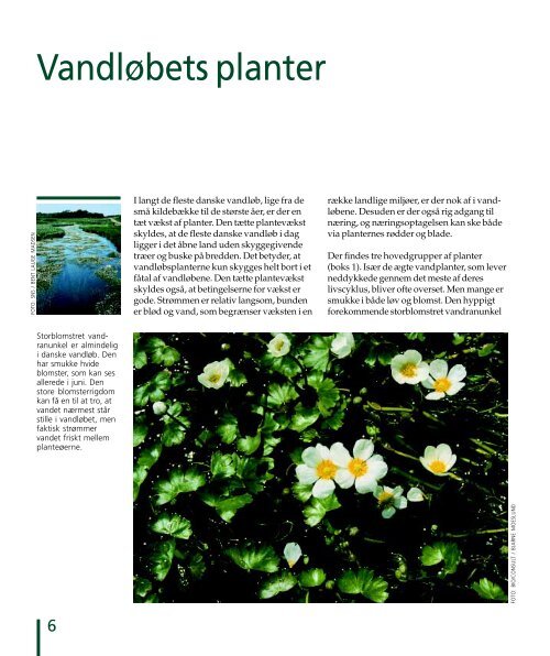 Planter i vandløb – fortid, nutid og fremtid - DCE - Nationalt Center ...