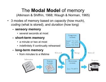 Working Memory