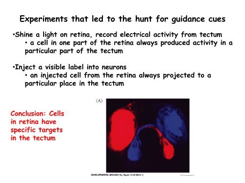 ppt slides - MCD Biology