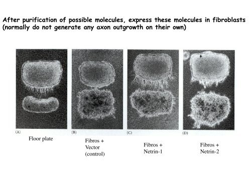 ppt slides - MCD Biology