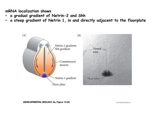 ppt slides - MCD Biology