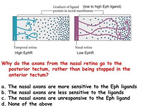 ppt slides - MCD Biology