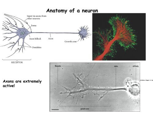 ppt slides - MCD Biology