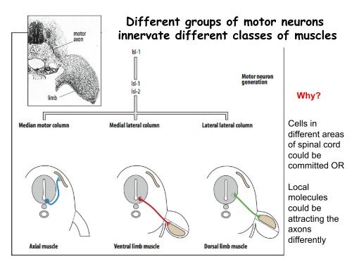 ppt slides - MCD Biology