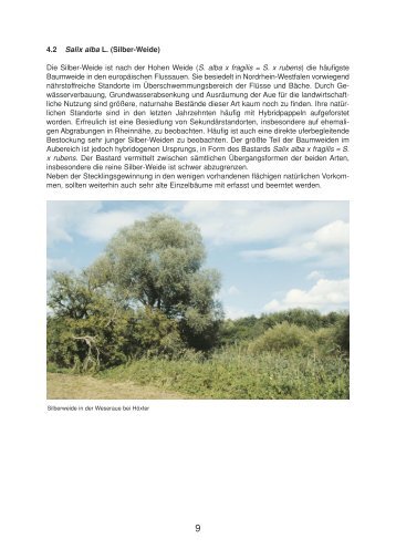 4.2 Salix alba L. (Silber-Weide) - Genres