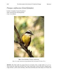 Great Kiskadee