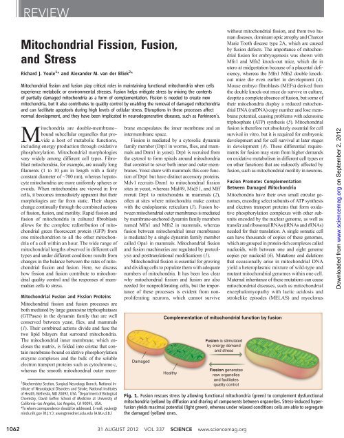 Mitochondrial Fission, Fusion, and Stress