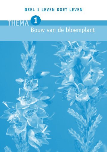 Bouw van de bloemplant - Secundair