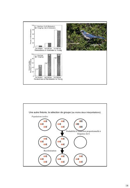 Présentation PowerPoint - Ecologie & Evolution