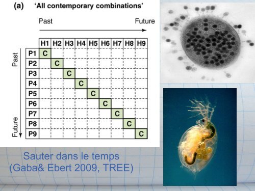 LV358 coevolution - Laboratoire Ecologie & Evolution