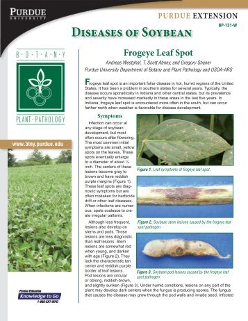 Diseases of Soybean: Frogeye Leaf Spot, BP-131-W - Purdue ...