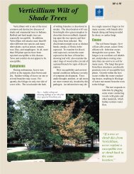 Verticillium Wilt of Shade Trees - Purdue Extension - Purdue University