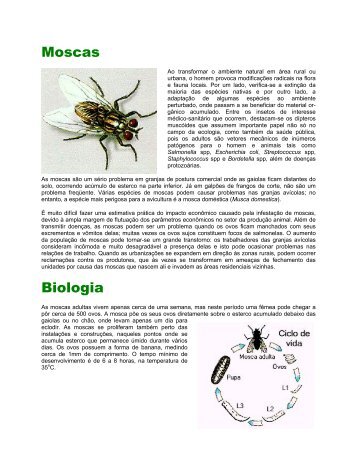 Moscas Biologia