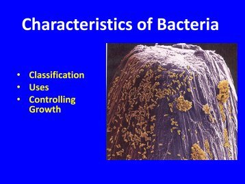 Characteristics of Bacteria