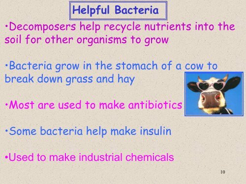 Characteristics of Bacteria