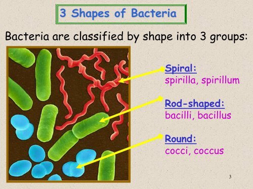 Characteristics of Bacteria