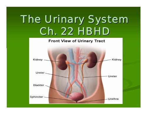 The Urinary System Ch. 22 HBHD