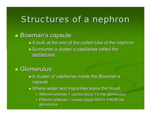 The Urinary System Ch. 22 HBHD