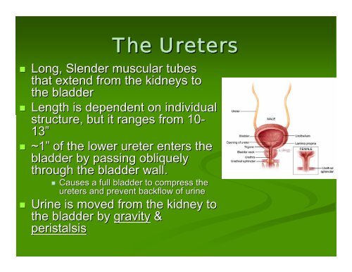 The Urinary System Ch. 22 HBHD