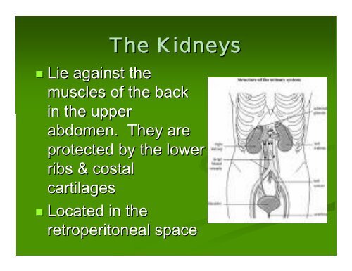 The Urinary System Ch. 22 HBHD