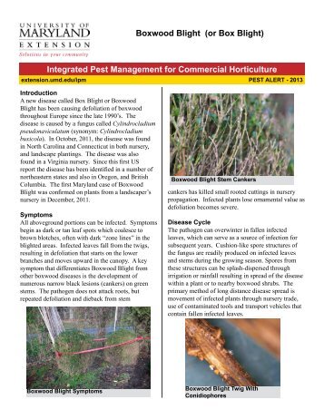 Boxwood Blight - University of Maryland Extension