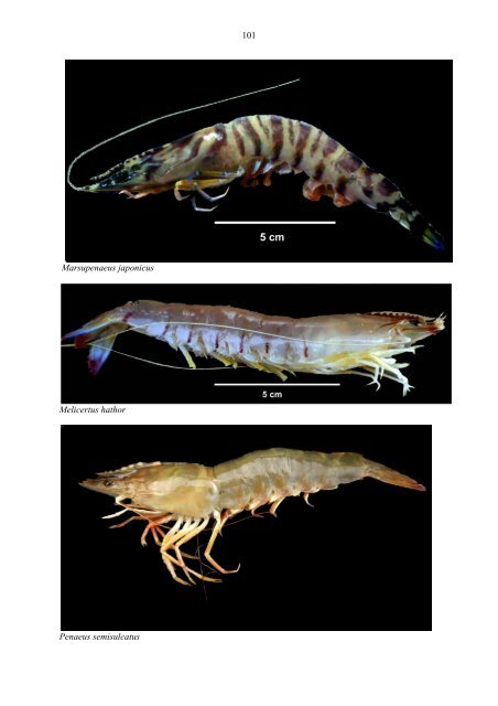 Status of alien species in the Mediterranean and Black Sea