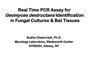 Real Time PCR Assay for Geomyces destructans Identification in ...