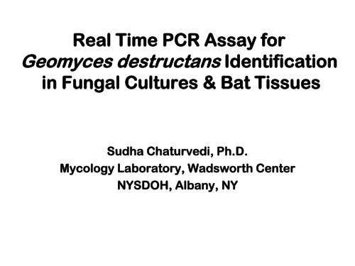 Real Time PCR Assay for Geomyces destructans Identification in ...
