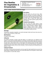 Flea Beetles on Vegetables - Los Alamos County Extension Office ...