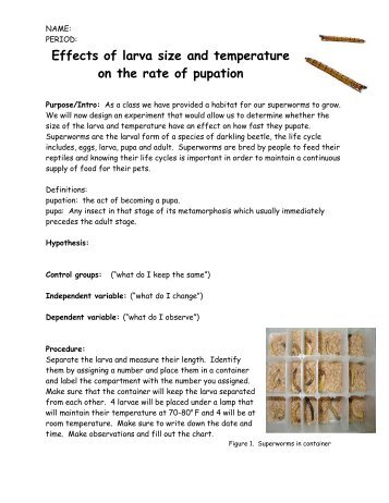 Effects of larva size and temperature on the rate of pupation