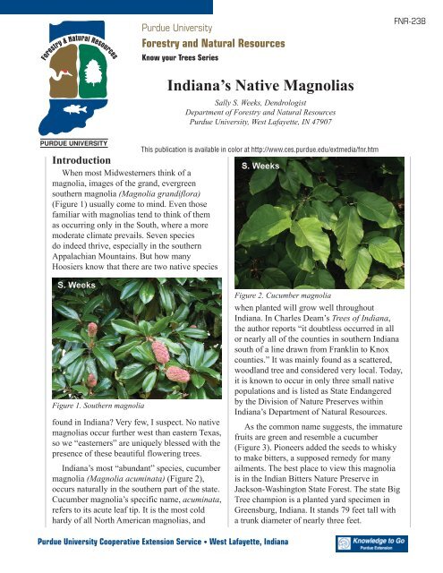 Indiana's Native Magnolias - Purdue Extension - Purdue University