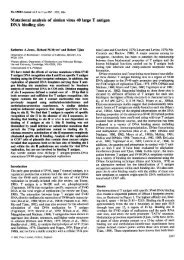 Mutational analysis ofsimian virus 40 large T antigen DNA binding ...