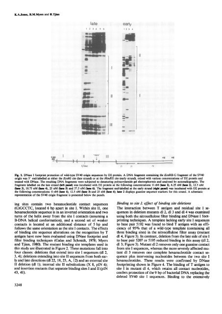 Mutational analysis ofsimian virus 40 large T antigen DNA binding ...