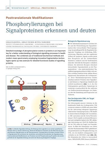 Phosphorylierungen bei Signalproteinen erkennen ... - BIOspektrum