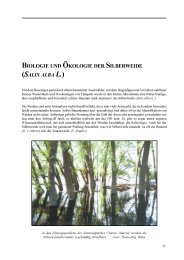 Biologie und Ökologie der Silberweide (Salix alba L.) - Genres