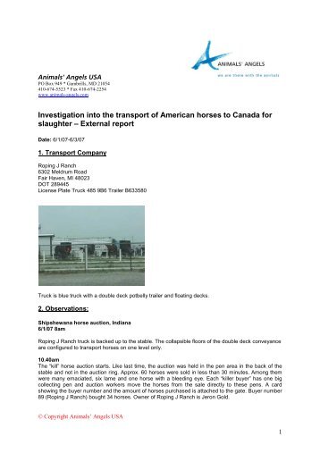 External report - Animals' Angels e.V.