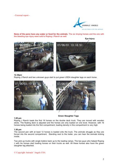 External report - Animals' Angels e.V.