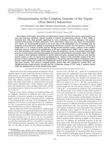 (Tree Shrew) Adenovirus - Journal of Virology - American Society for ...