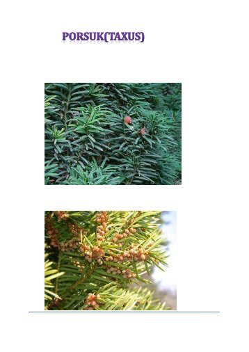 TAXUS_X.pdf