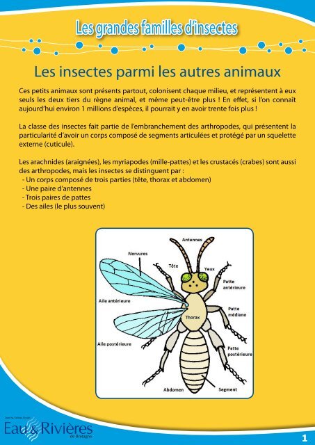 Les grandes familles d'insectes