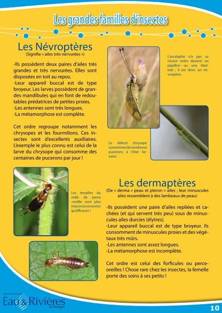 Les grandes familles d'insectes