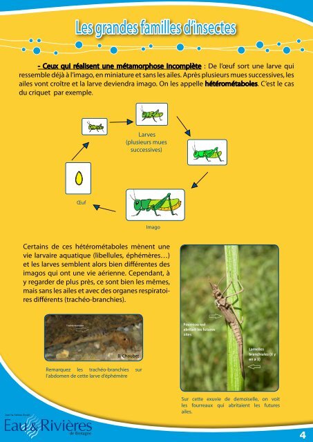 Les grandes familles d'insectes