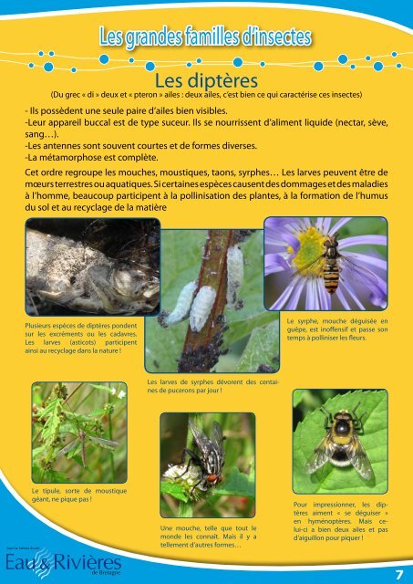 Les grandes familles d'insectes